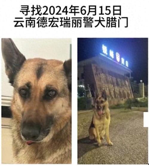 云南警犬爆料视频,揭秘云南警方反恐实战瞬间  第2张